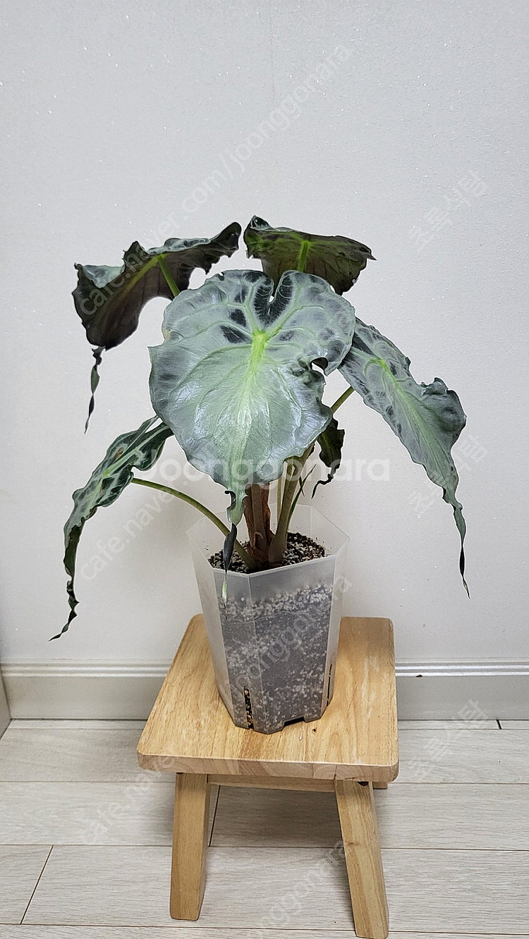 알로카시아 베놈/희귀식물--1