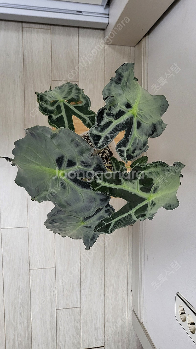 알로카시아 베놈/희귀식물--2