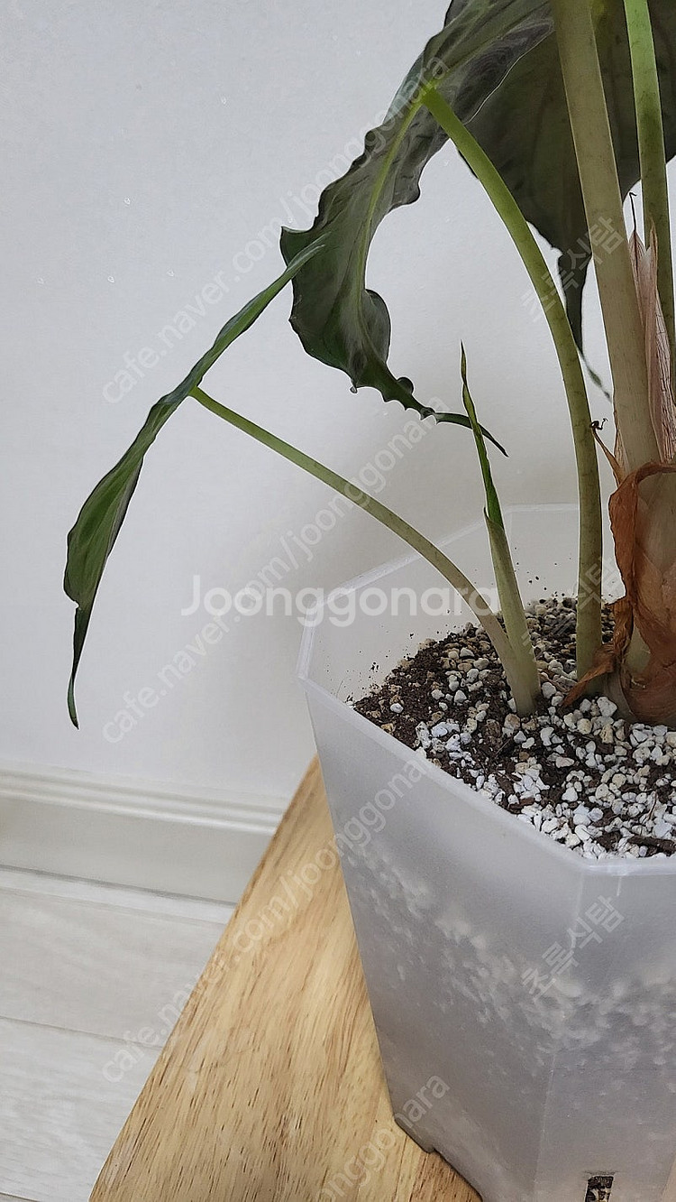 알로카시아 베놈/희귀식물--3