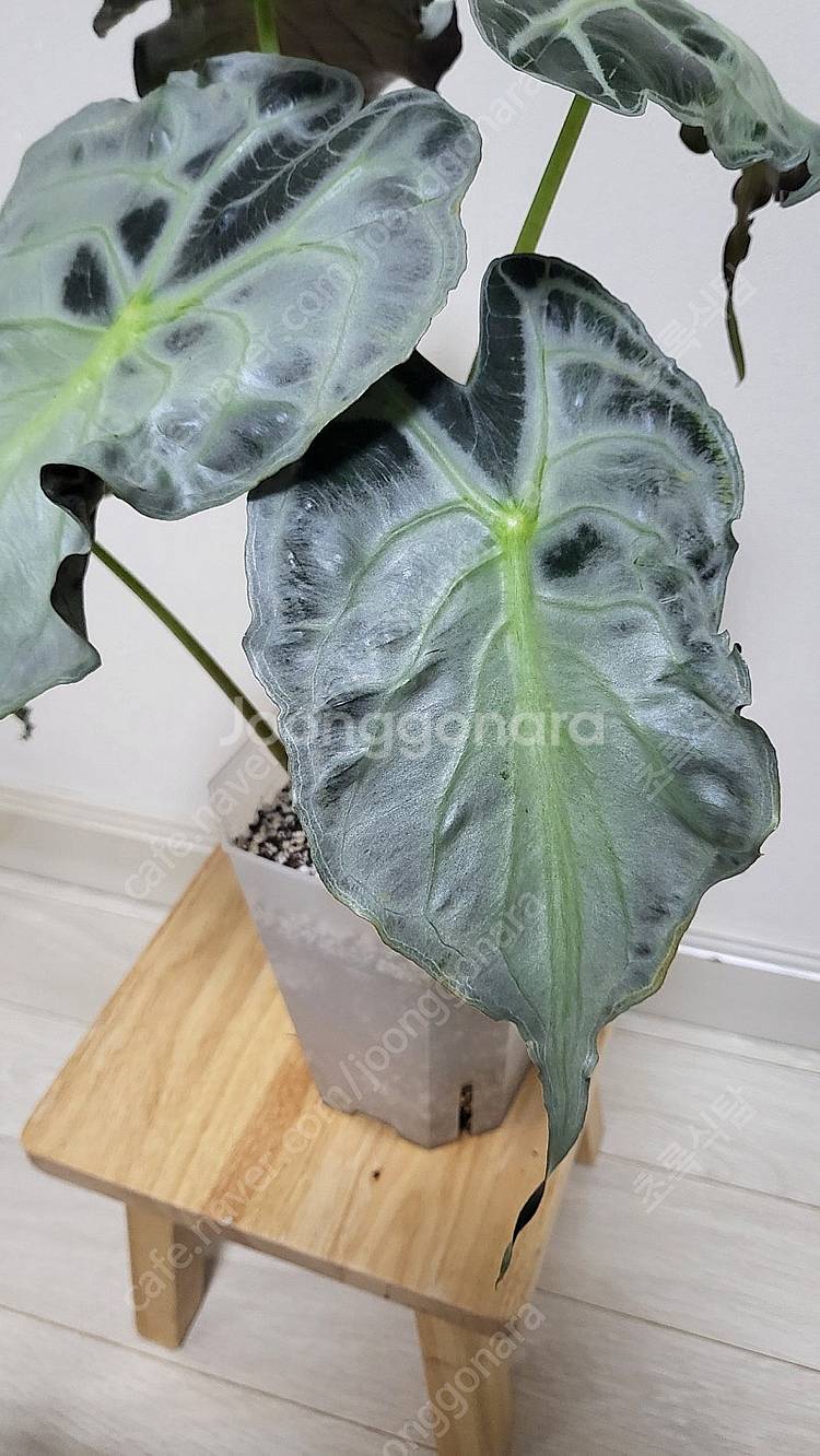 알로카시아 베놈/희귀식물--5