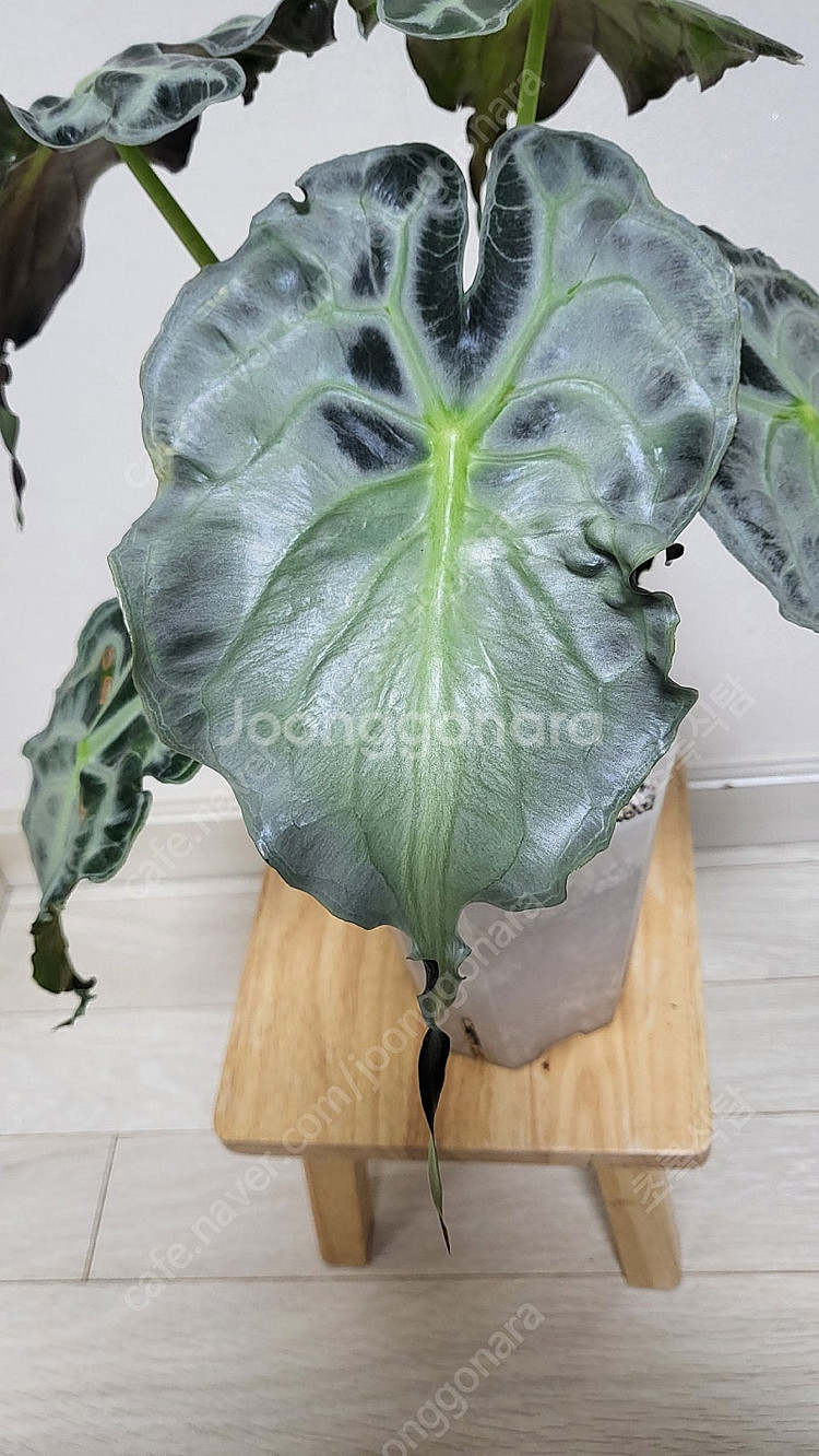 알로카시아 베놈/희귀식물--6