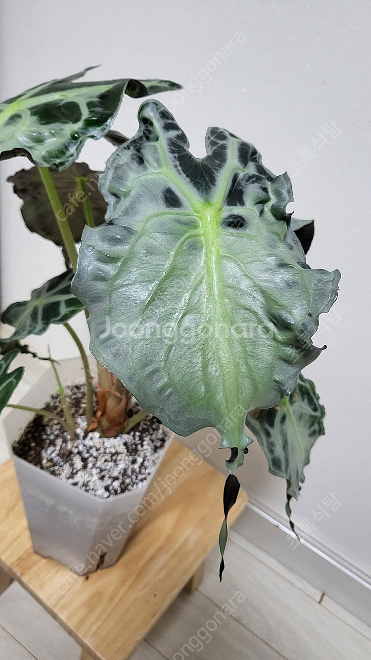 알로카시아 베놈/희귀식물--7