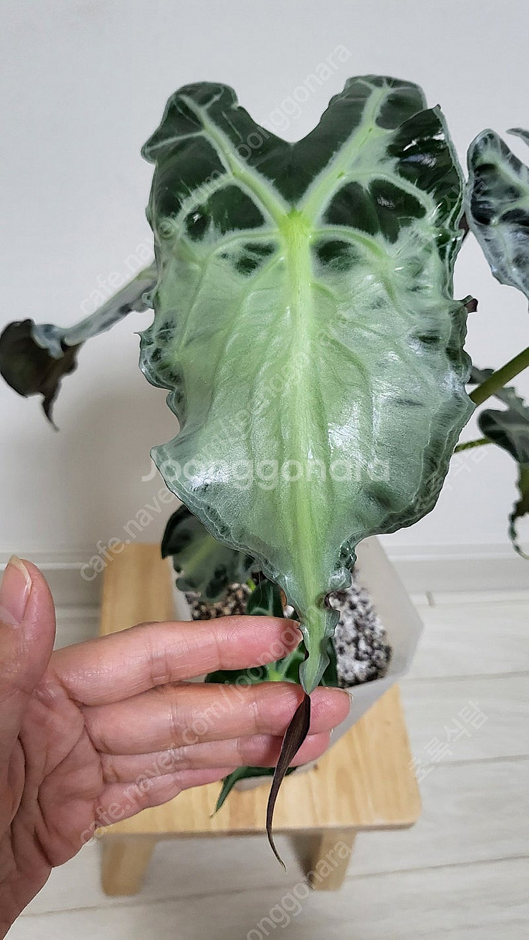 알로카시아 베놈/희귀식물--8