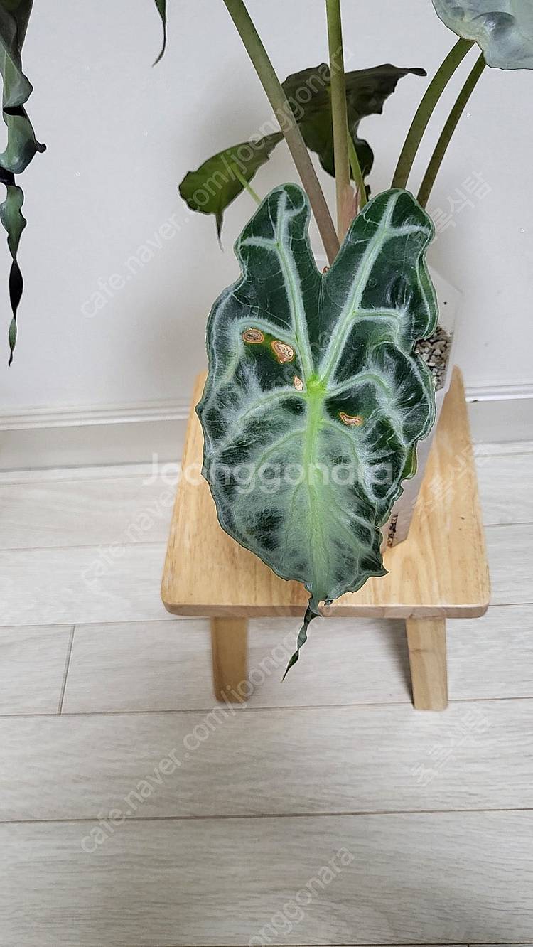 알로카시아 베놈/희귀식물--9