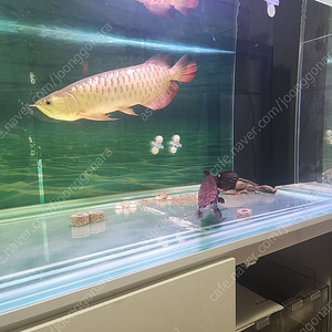 금용분앙합니다