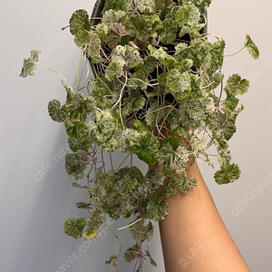 산반무늬 병풀