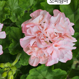 소피엠마 제라늄 15호 대품