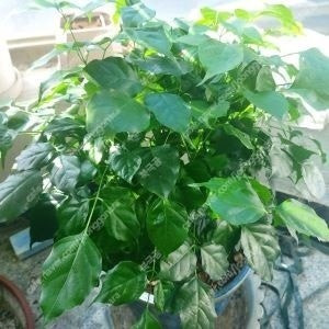 메가박스 1매당 8,000원/파과,썬더볼츠,거룩한 밤 데몬 헌터스,마인크래프트무비,야당,승부,진격의 거인,압수수색,바이러스,해피엔드