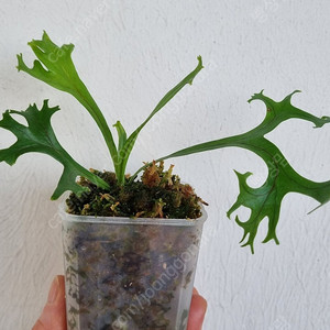 Microsorum puncatum Fireworks,파이퍼 실버티쿰 바리에가타,베고니아 로빈,누에발 고사리,베고니아 아코니티폴리아,흰무늬 아디안텀