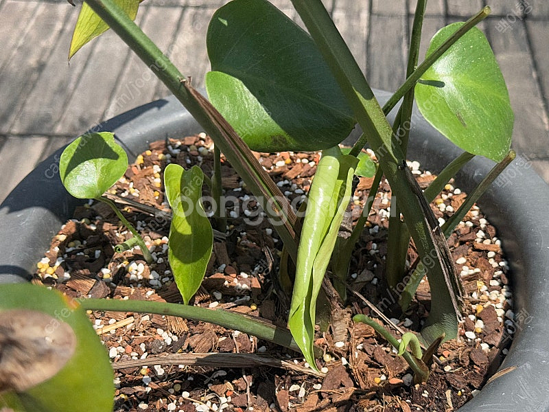 몬스테라 시에라나 바텀 1 급처--0