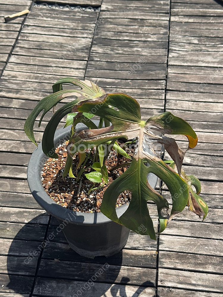 몬스테라 시에라나 바텀 1 급처--1