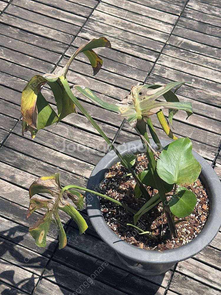 몬스테라 시에라나 바텀 1 급처--2