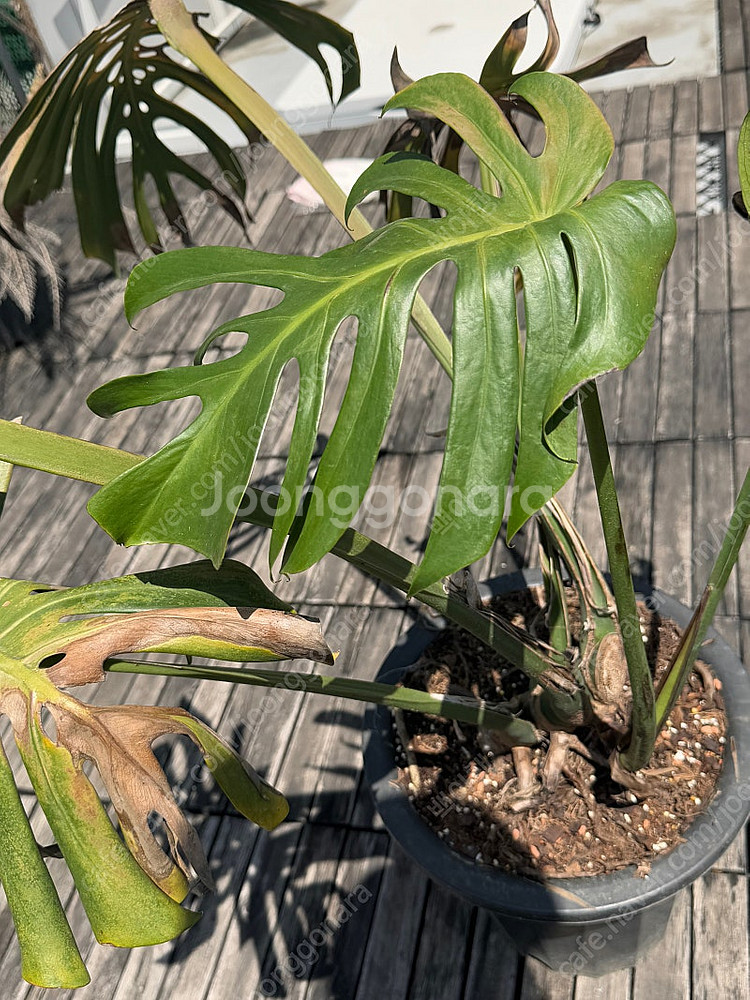 몬스테라 시에라나 바텀묘 2 급처--0