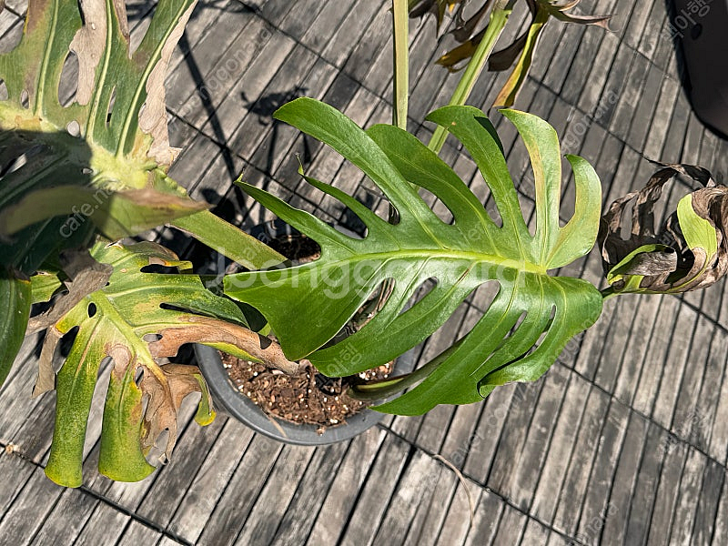 몬스테라 시에라나 바텀묘 2 급처--1