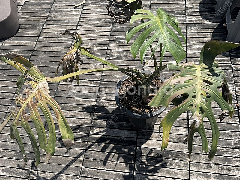 몬스테라 시에라나 바텀묘 2 급처--2