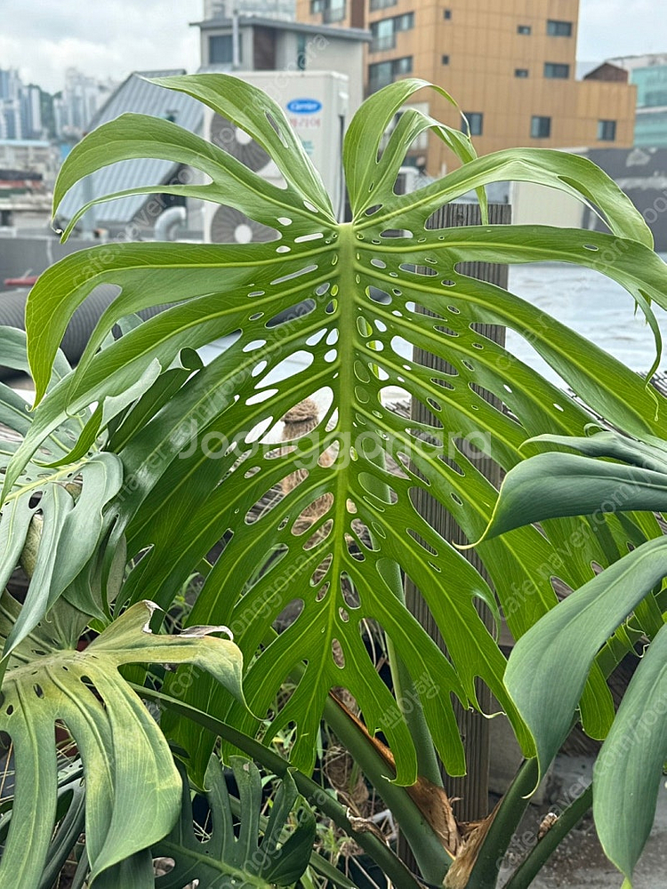 몬스테라 시에라나 바텀묘 2 급처--3