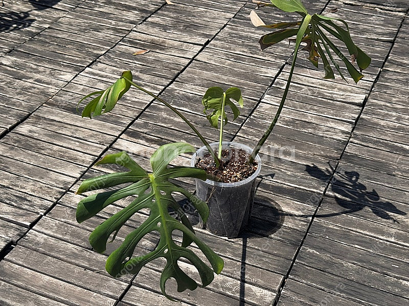 몬스테라 시에라나 탑묘 급처--0