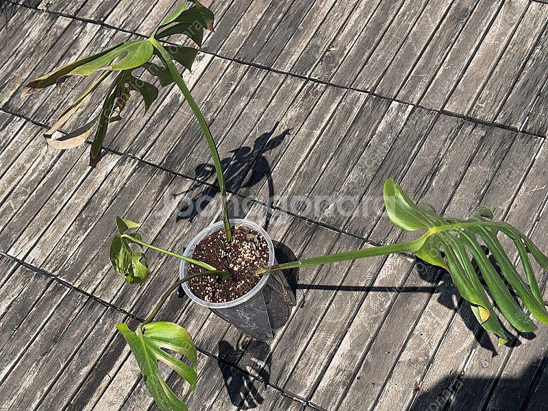 몬스테라 시에라나 탑묘 급처--1