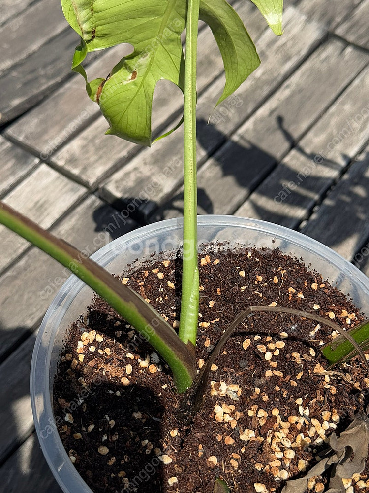 몬스테라 시에라나 탑묘 급처--2