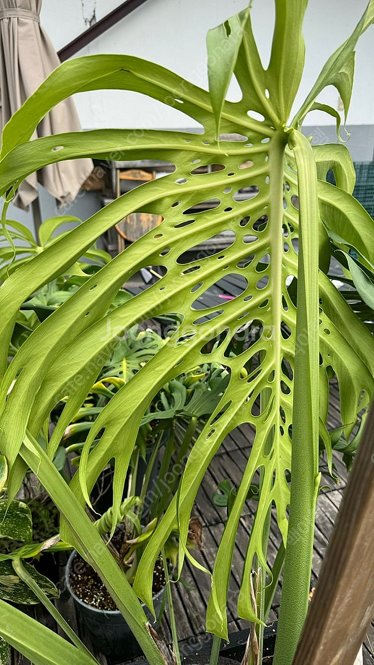 몬스테라 시에라나 탑묘 급처--3