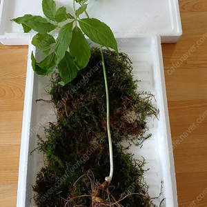 자연산 산삼 판매합니다