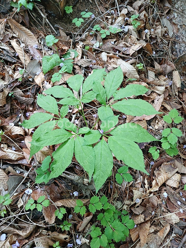 자연산 산삼 판매합니다--1