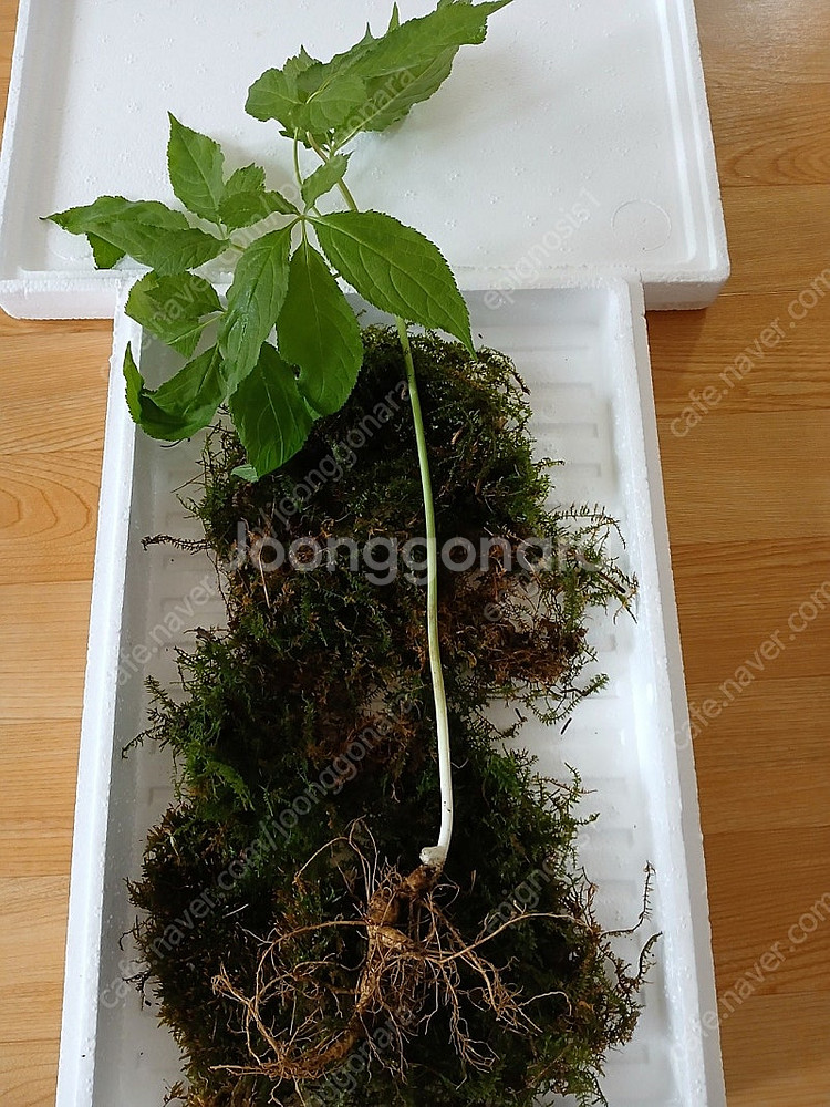 자연산 산삼 판매합니다--2