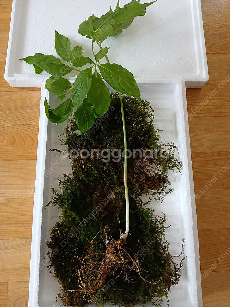 자연산 산삼 판매합니다--5