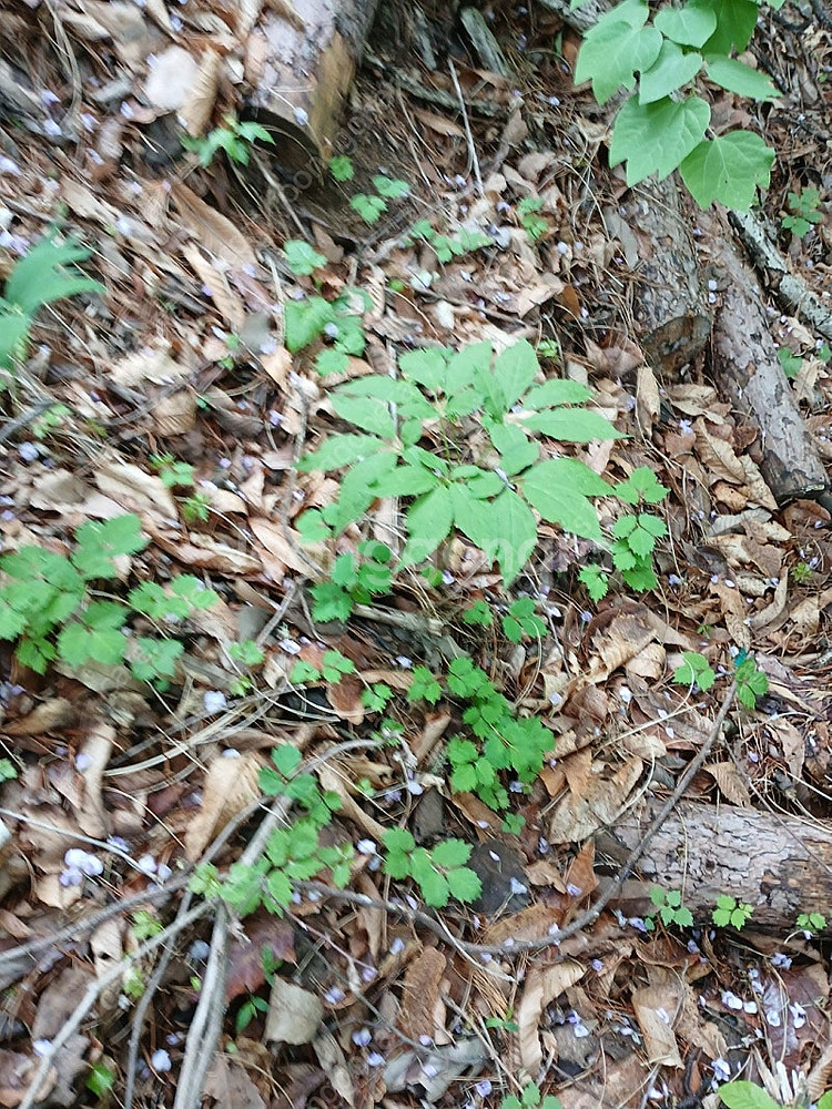 자연산 산삼 판매합니다--7
