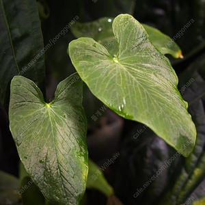 안스리움 sp.nov.cundinamarca/‘tequendamense’ F1 from Jay Vannini