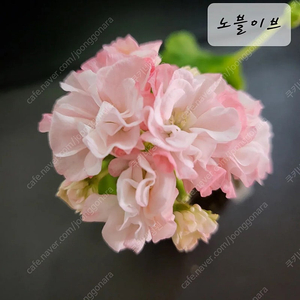 노블이브 제라늄
