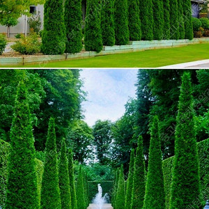 에메랄드그린 2미터 전후