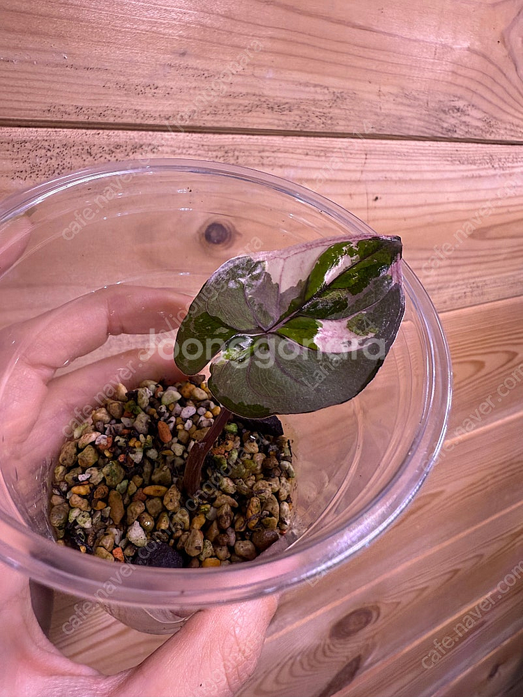 알로카시아 세렌디피티 바리에가타--2