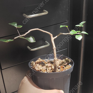 코미포라 오르비큘라리스 실생