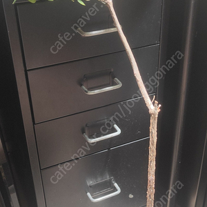 델로닉스 데카리 실생