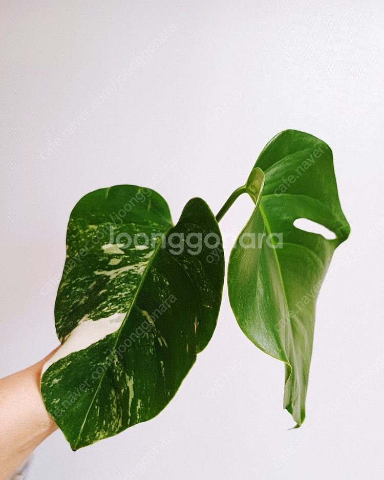 몬스테라 보르시지아나 알보 산반무늬 11개체(가격내림)...--4