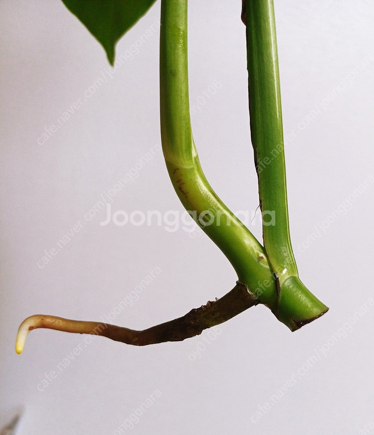 몬스테라 보르시지아나 알보 산반무늬 11개체(가격내림)...--7