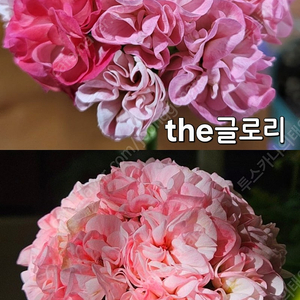 제라늄 2종(the글로리, 이샤희)