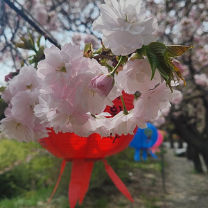 대명 삼척 양양 진도 쏠비치 거제 변산 청송 천안 단양 델피노 리조트 5월17일 패키지