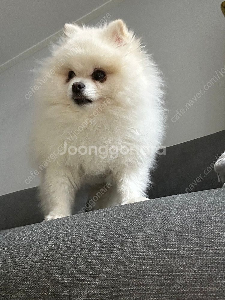 너겟파티페이 한분오세요~!!--0