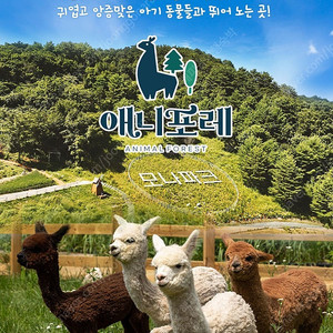 용평리조트~그린피아콘도~빌라콘도~타워콘도~드래곤밸리호텔~케이블카/애니포레/워터파크/액티비티 패키지