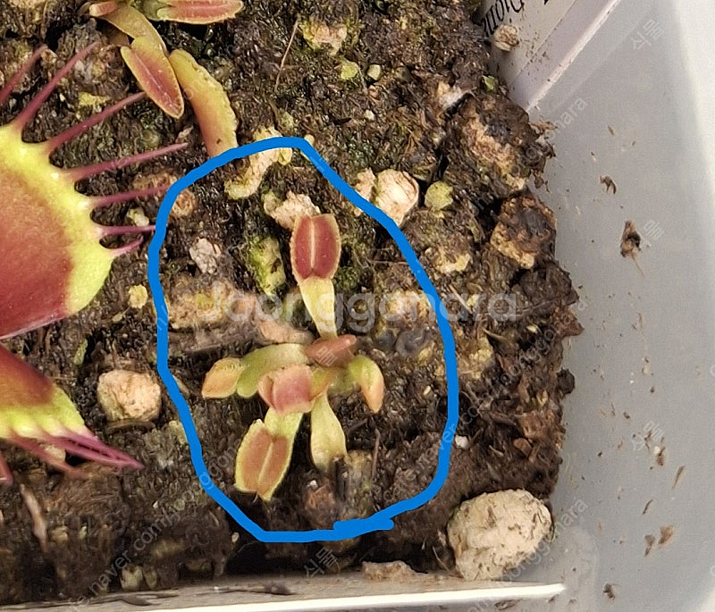 식충식물 파리지옥 분양합니다.--1