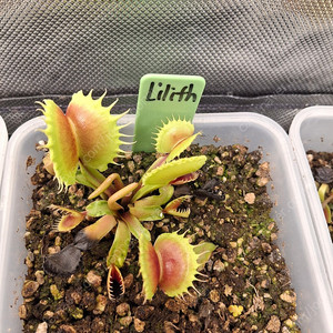 식충식물 파리지옥 분양합니다.