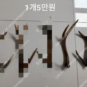 노루뿔 낙각 녹각 경쇠