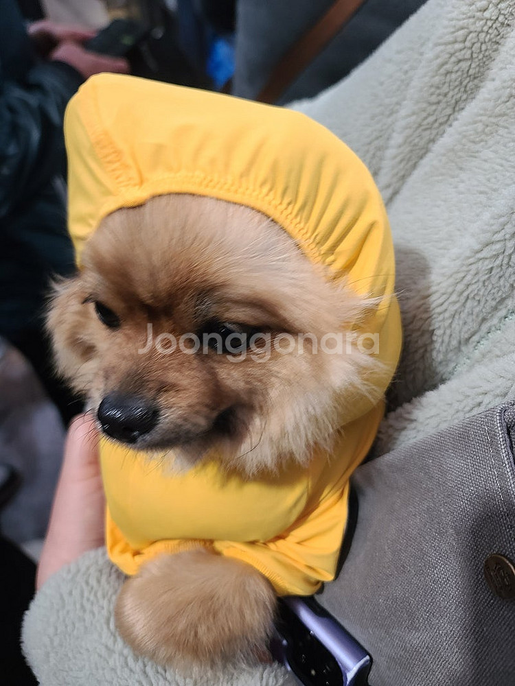 너겟파티페이 1자리모집--0