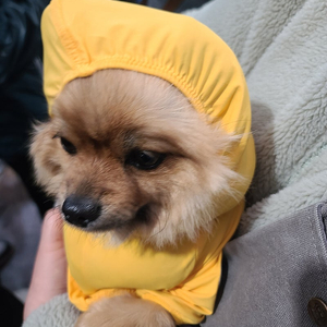 너겟파티페이 1자리모집