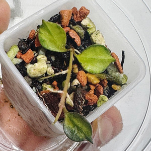 호야 커티시바리에가타 알로카시아 × 희귀식물