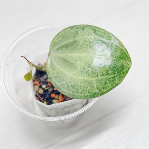 호야 사라왁민트 알로카시아 ×