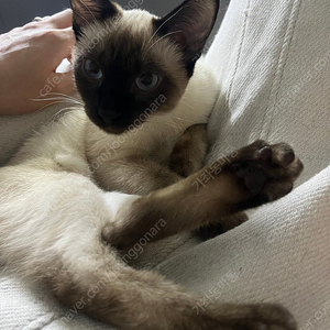 서울재즈페스티벌 일요일권 2장 구매