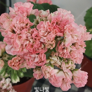 제라늄 개별분양
